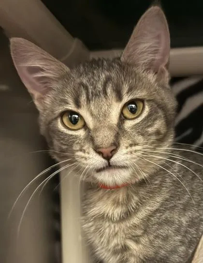 A baby small-sized female Domestic Short Hair cat named Zucchini for adoption in Eugene, OR