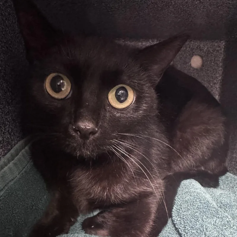 An adult medium-sized female Black Domestic Short Hair cat named Amelia for adoption in Brookfield, WI