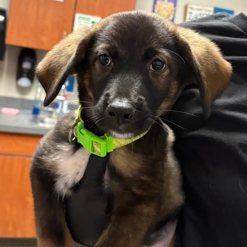 A baby small-sized male Black Shepherd dog named Moosey for adoption in Yuma, AZ