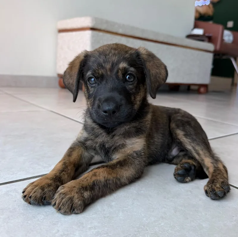 A baby medium-sized male Brindle Labrador Retriever dog named Dante  light grayish for adoption in New York, NY