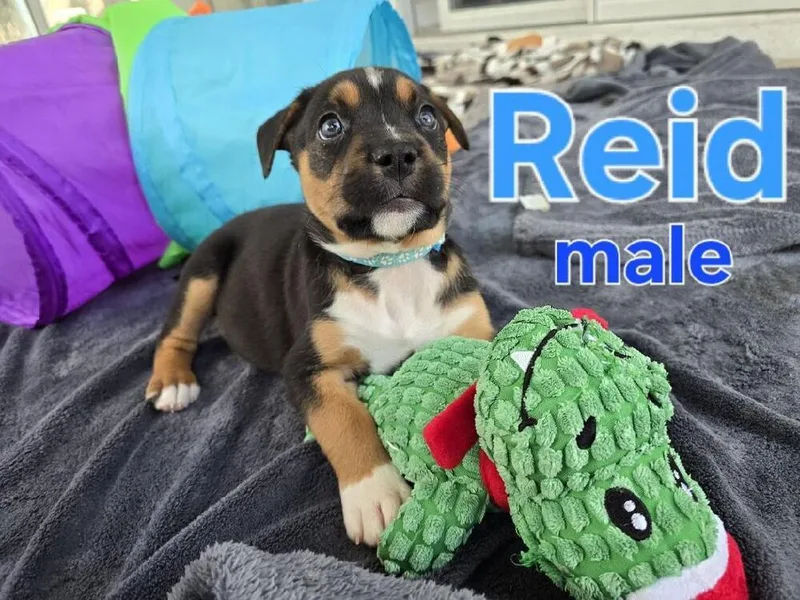 Reid  Fallon thumbnail 3