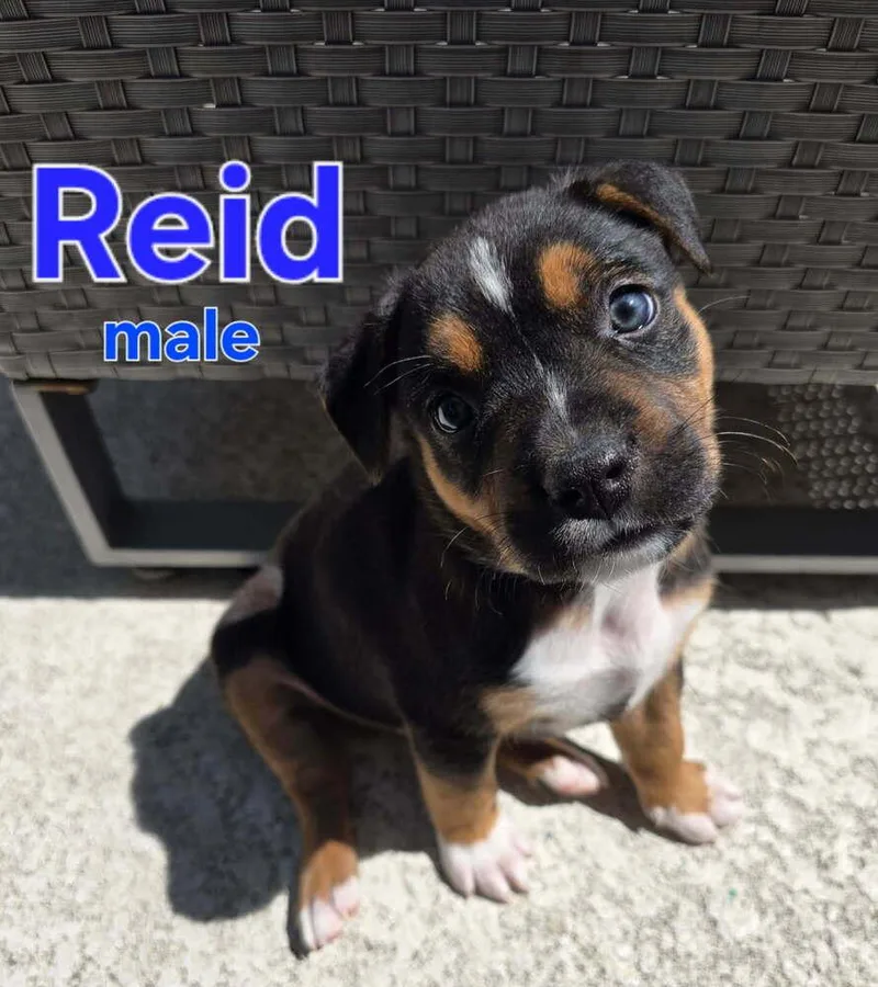 Reid  Fallon thumbnail 4