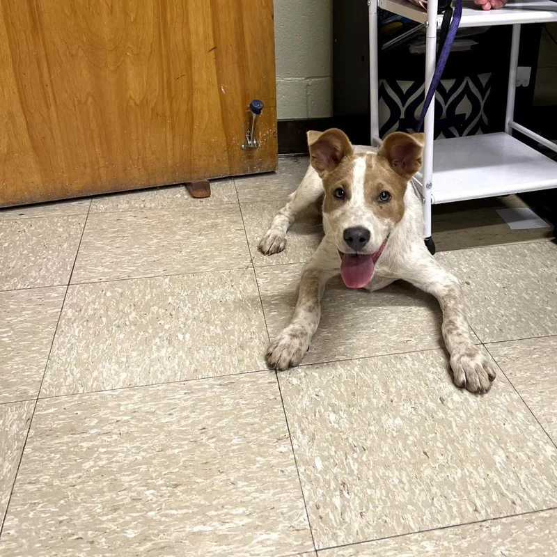 A young medium-sized male Red / Chestnut / Orange Australian Cattle Dog / Blue Heeler dog named Snooper for adoption in Fort Collins, CO