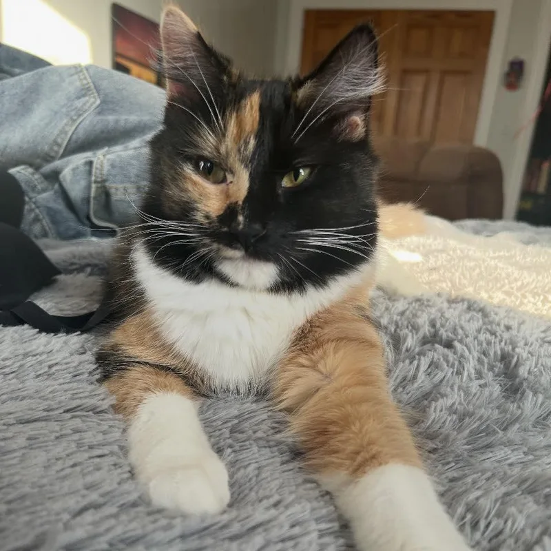 Minko