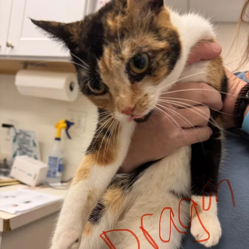An adult medium-sized female Calico Domestic Short Hair cat named Dragon for adoption in Gloucester, VA