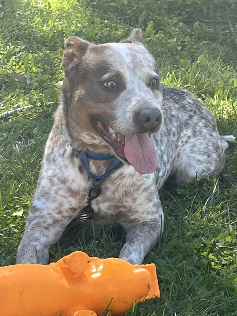 An adult large-sized male Australian Cattle Dog / Blue Heeler dog named Freckles for adoption in Grayslake, IL