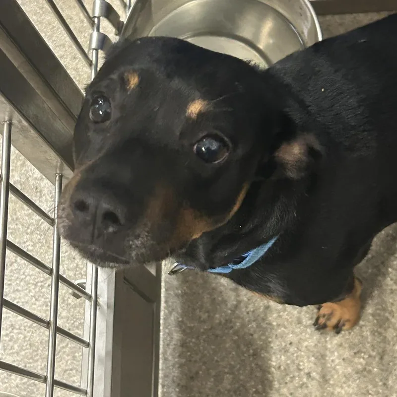 A young medium-sized male Mixed Breed dog named Starsky for adoption in Blue Ridge, GA