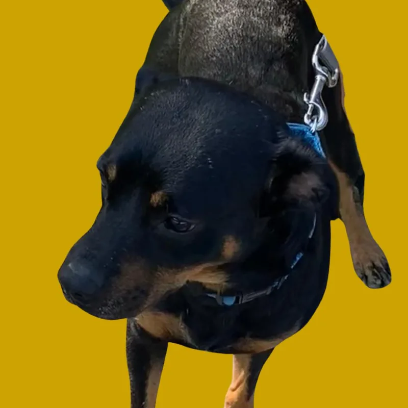 Starsky thumbnail 3