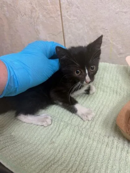 A baby small-sized female Domestic Long Hair cat named Pua lani for adoption in Honolulu, HI