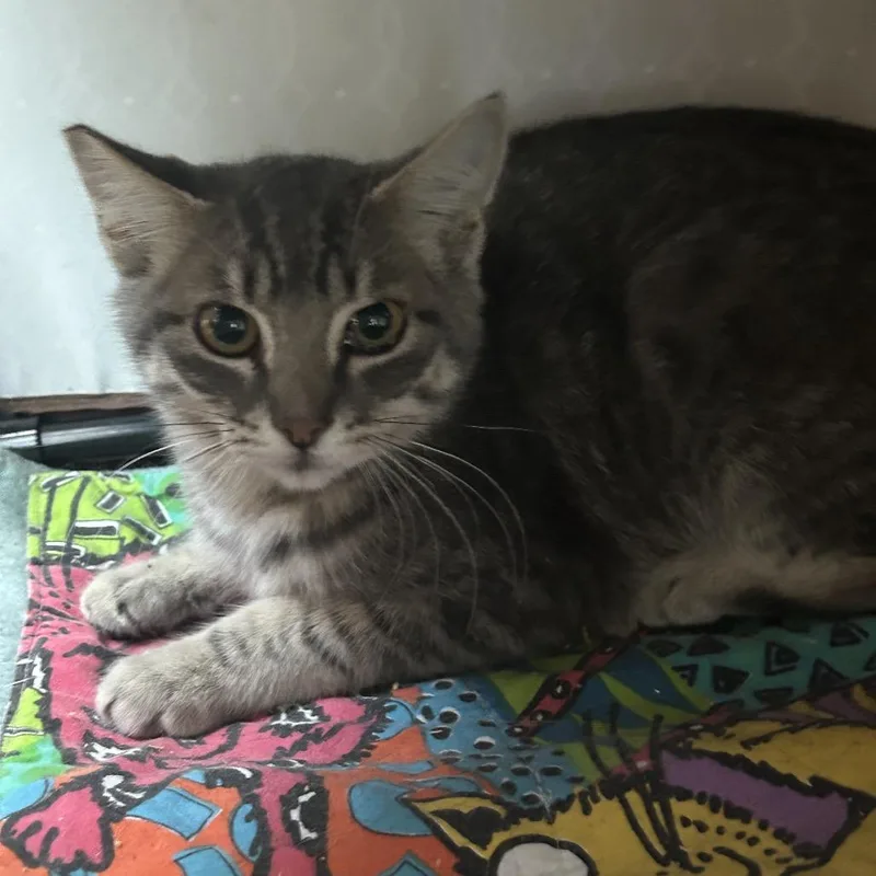 A baby small-sized male Gray / Blue / Silver Domestic Short Hair cat named Paris for adoption in Veneta, OR