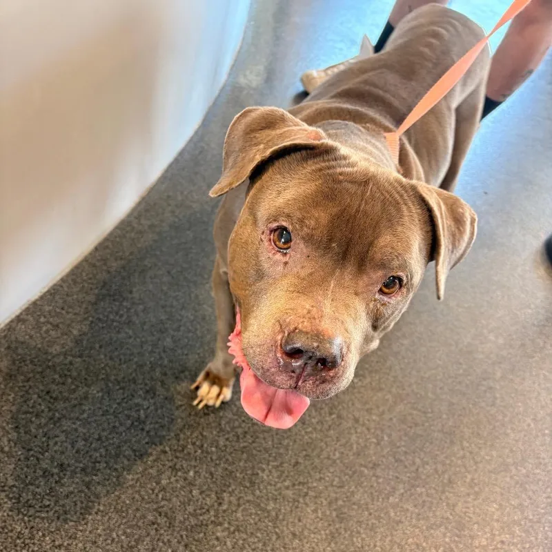 An adult large-sized female Gray / Blue / Silver Mixed Breed dog named Lvhstray for adoption in Allentown, PA