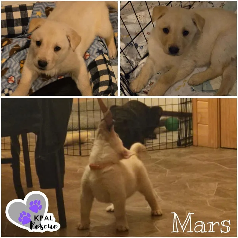 A baby large-sized male Mixed Breed dog named Mars  Planet Litter for adoption in Kenai, AK