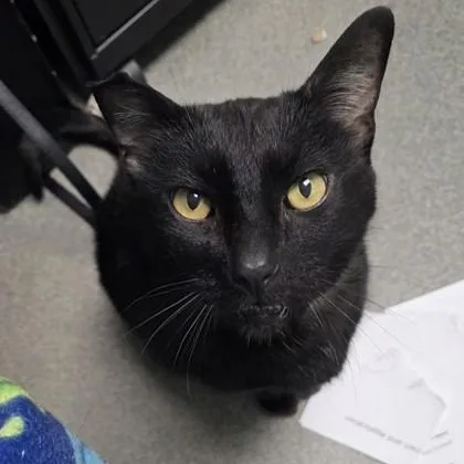 An adult large-sized male Domestic Short Hair cat named Zeus for adoption in Worcester, MA