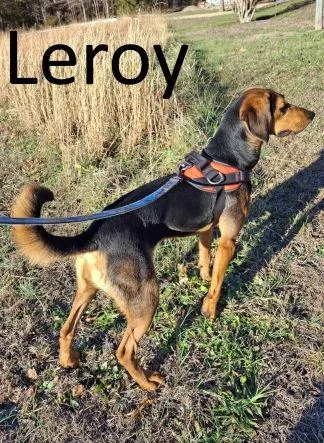 Leroy thumbnail 2