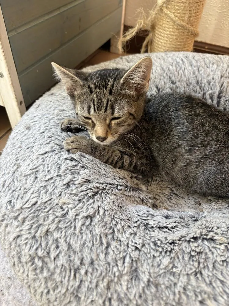 A baby small-sized female Domestic Short Hair cat named Kung Pao for adoption in Aurora, CO