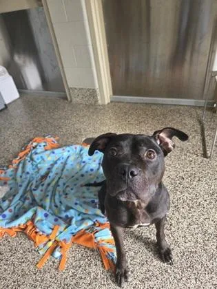 An adult large-sized female Mixed Breed dog named Brooklyn for adoption in Westland, MI