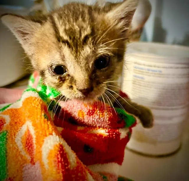 A baby large-sized male Domestic Short Hair cat named Stamps for adoption in Princeton, IN