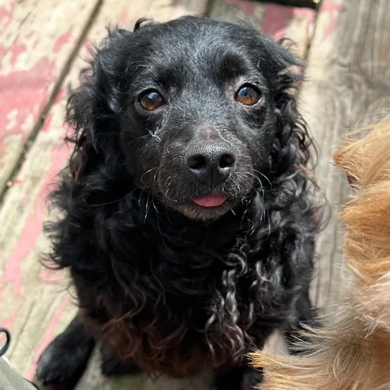An adult small-sized male Black Spaniel dog named Lucky for adoption in Matteson, IL