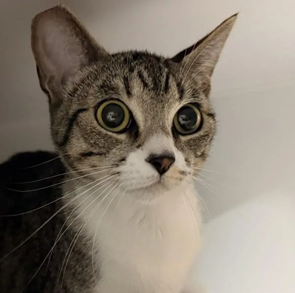 A young small-sized female Domestic Short Hair cat named Mjoll The Lioness for adoption in El Cajon, CA