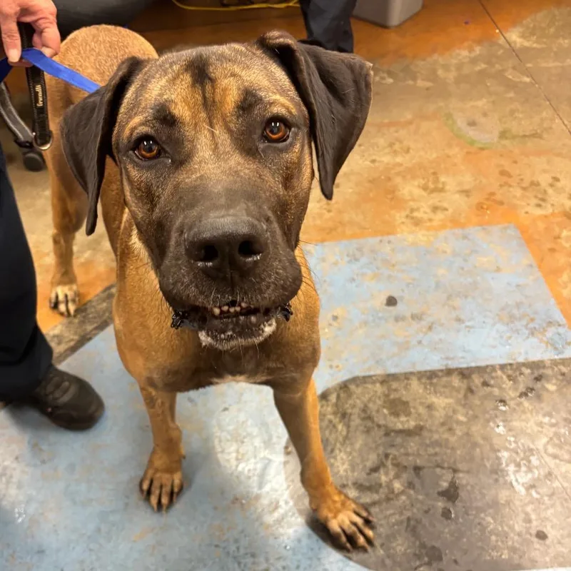 A young extra large-sized male Great Dane dog named Ranger for adoption in Memphis, TN