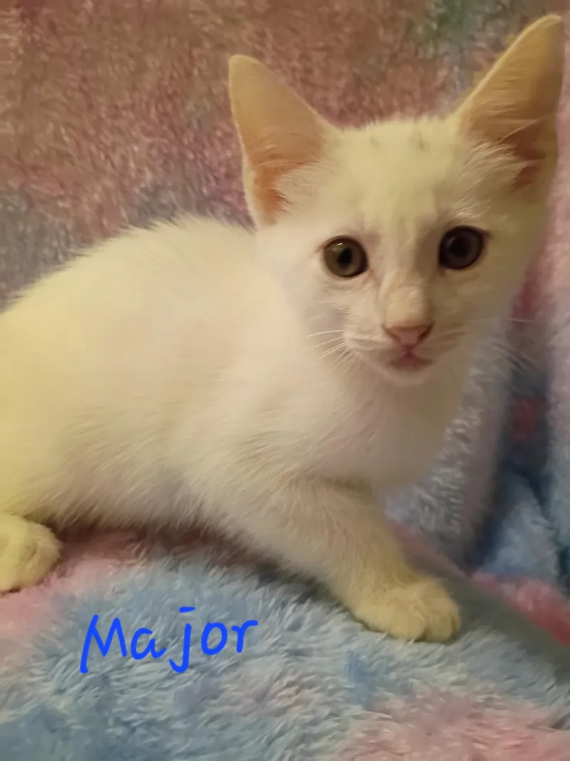 A young medium-sized male White Domestic Short Hair cat named Major for adoption in Mount Pleasant, TX