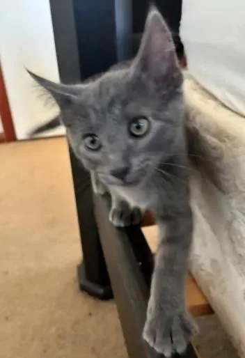 Ali