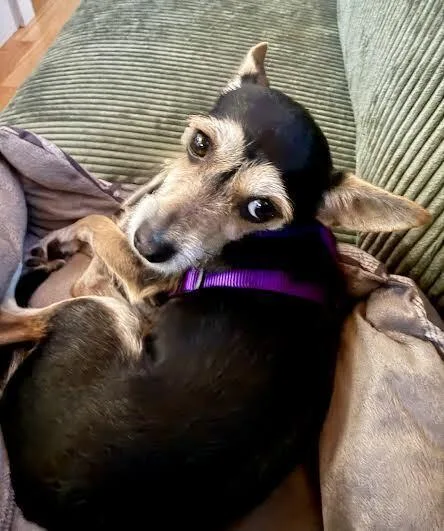 Lily thumbnail 3