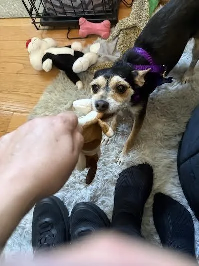 Lily thumbnail 6