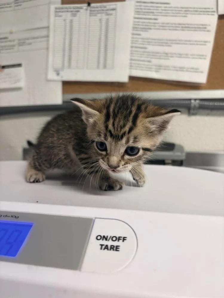 A baby medium-sized female Domestic Short Hair cat named Juniper for adoption in Bolivar, MO