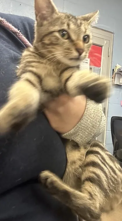 A young small-sized female Domestic Short Hair cat named Hallo for adoption in Chamblee, GA