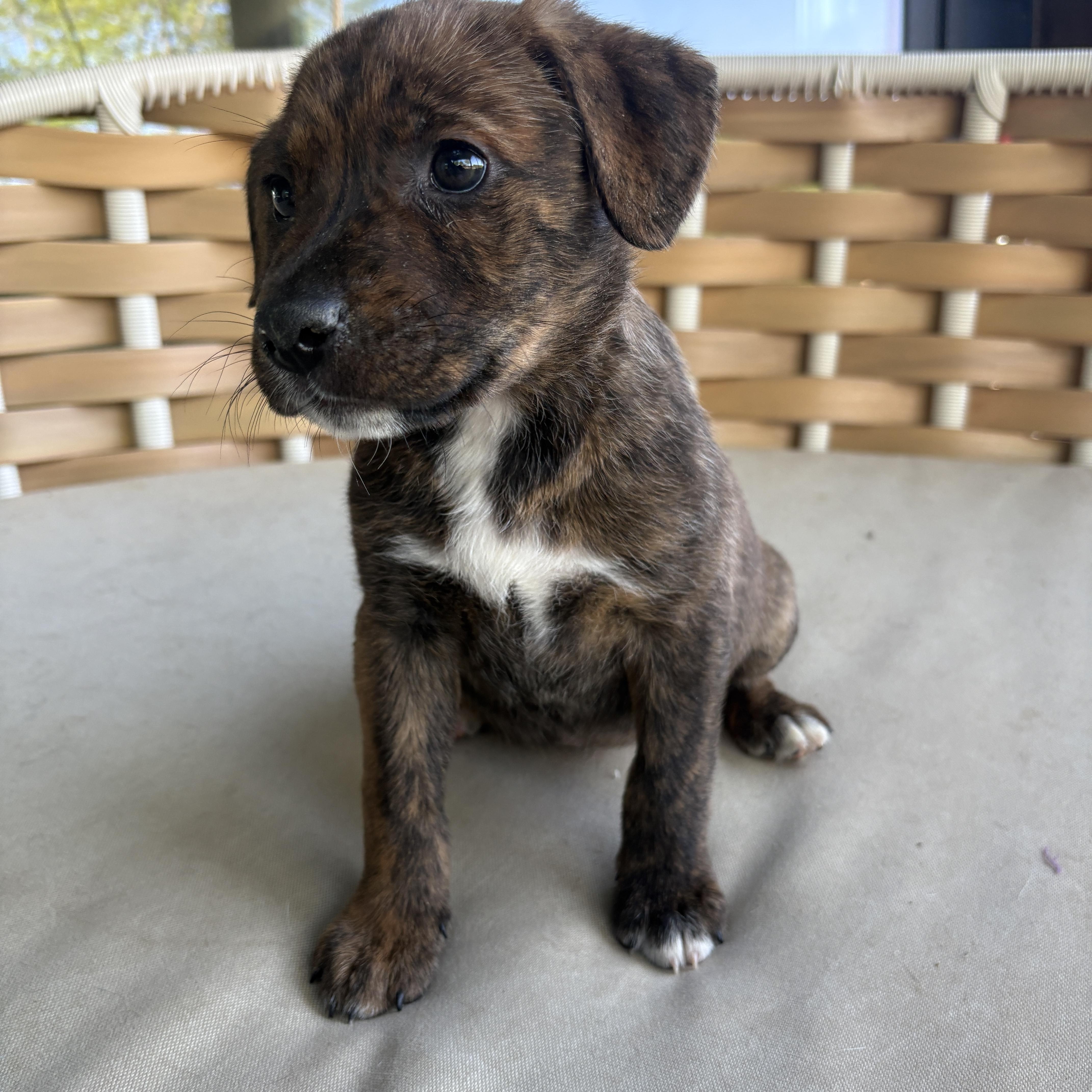 Florence thumbnail 2