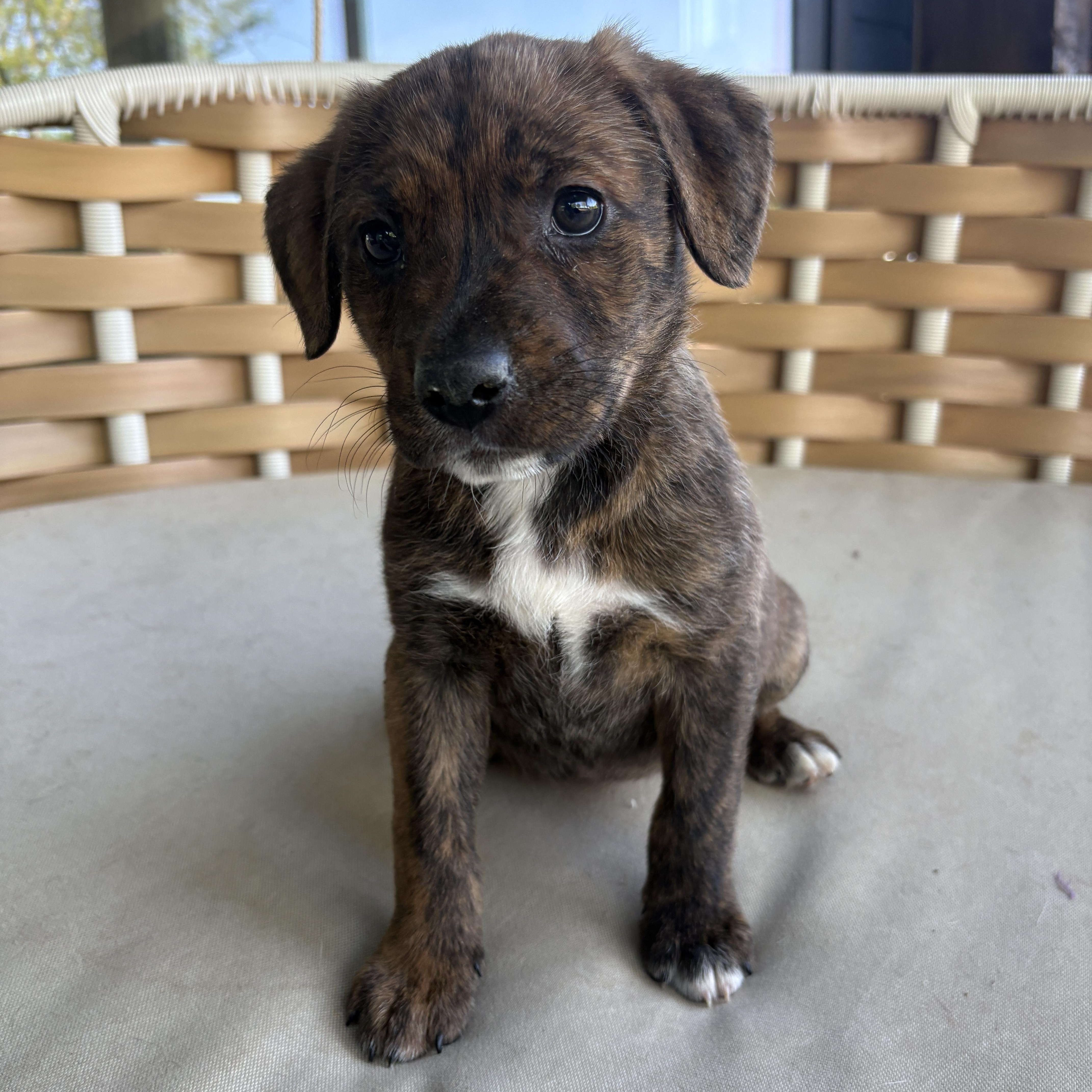A baby medium-sized female Mixed Breed dog named Florence for adoption in Charlotte, NC