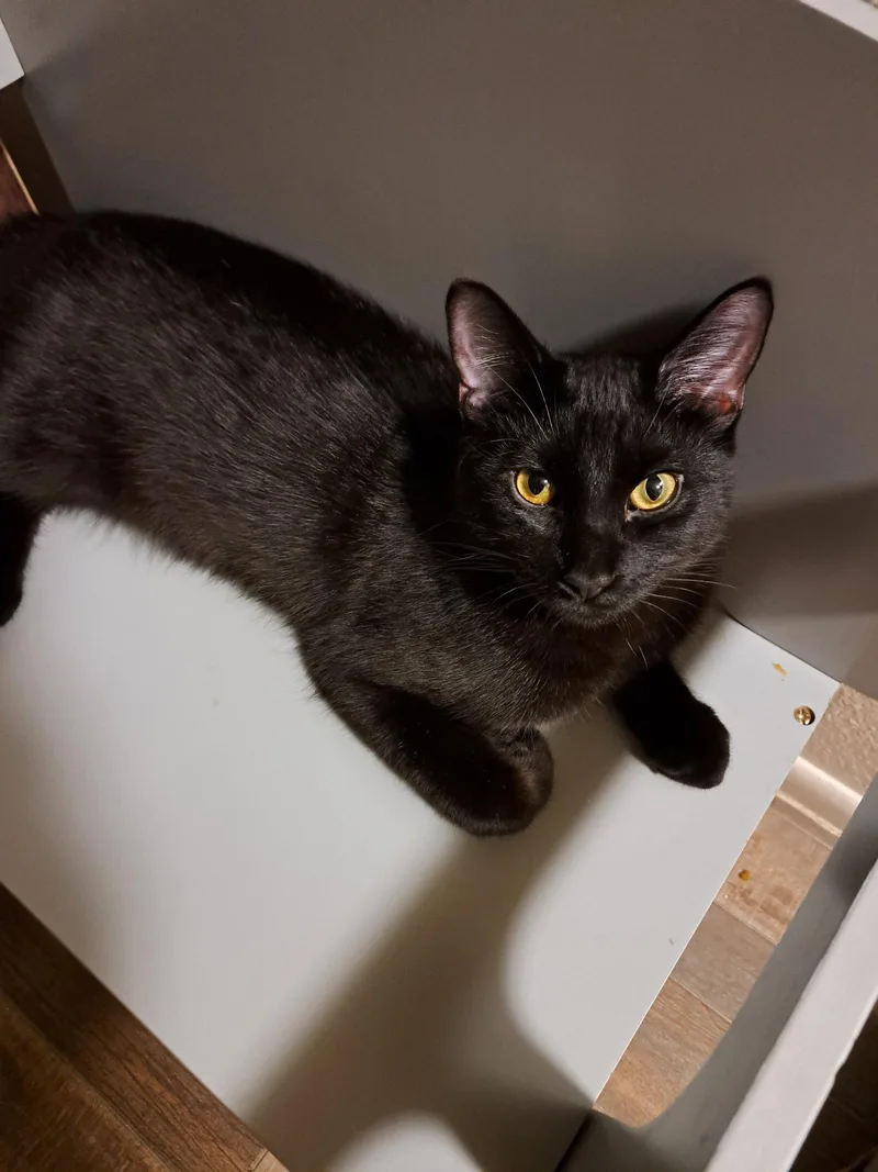 A baby medium-sized male Black Domestic Short Hair cat named Sammy for adoption in Glendale, AZ