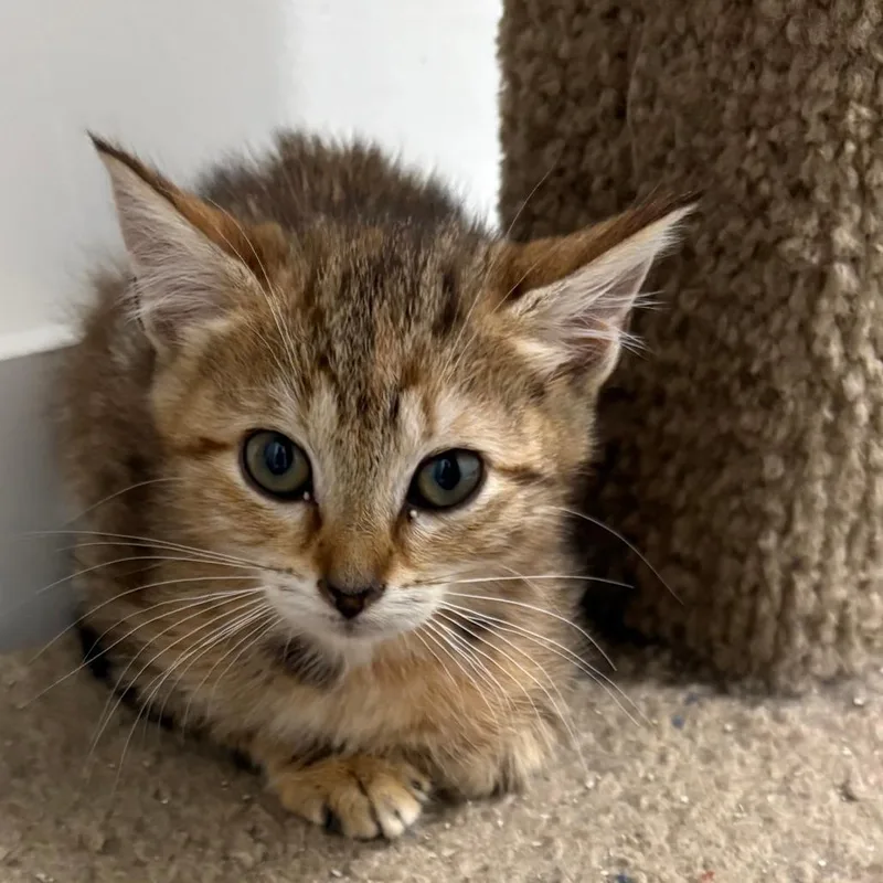 A baby small-sized female Torbie Domestic Short Hair cat named Amy for adoption in North Branford, CT