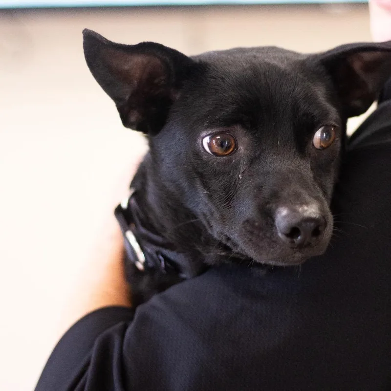 An adult small-sized male Chihuahua dog named Chester for adoption in Cumming, GA