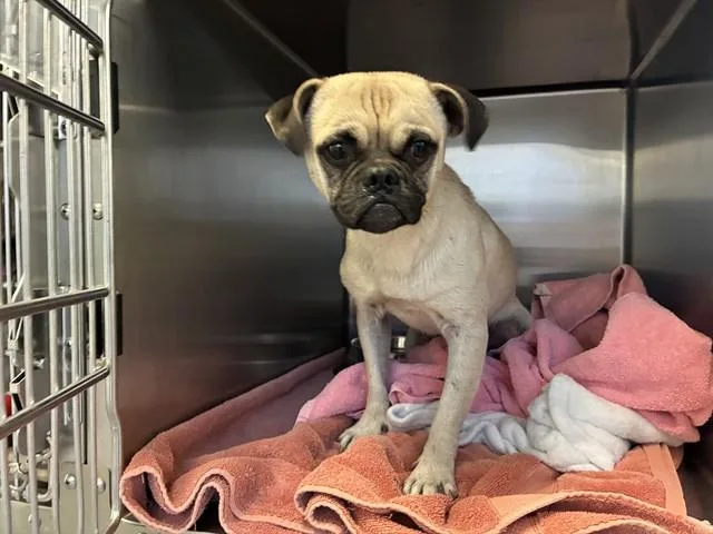 An adult small-sized male Pug dog named Unknown for adoption in Rancho Cucamonga, CA