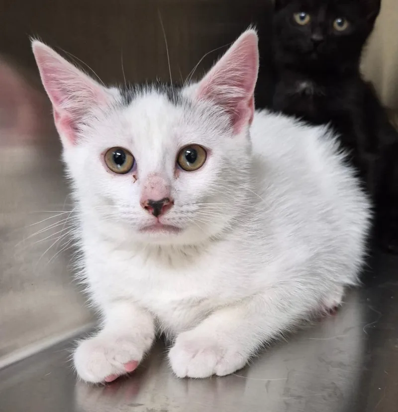 A baby medium-sized female Domestic Short Hair cat named Ballet for adoption in Christiansburg, VA