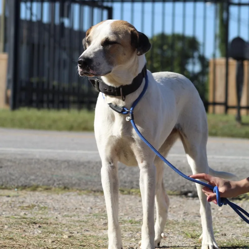An adult large-sized female Hound dog named Luna for adoption in Columbia, SC