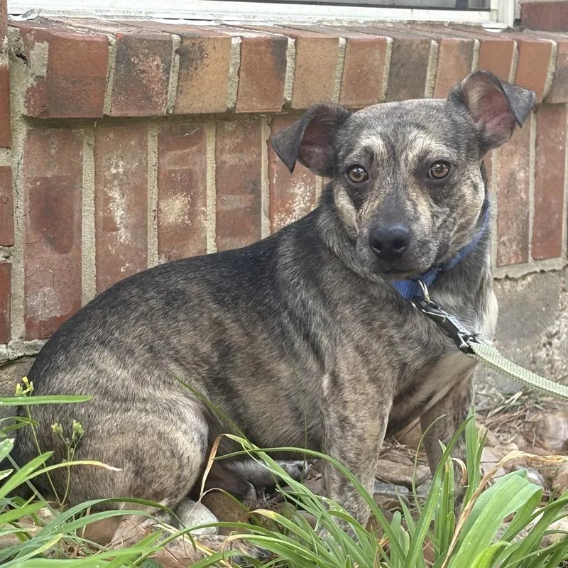 A young small-sized male Chiweenie dog named Tito for adoption in Spring, TX