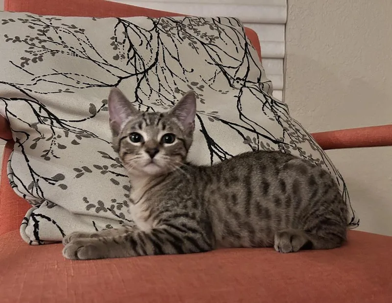 A baby small-sized male Brown / Chocolate Domestic Short Hair cat named Mo for adoption in Austin, TX