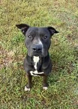 An adult large-sized male Black American Staffordshire Terrier dog named Rowan for adoption in Munfordville, KY