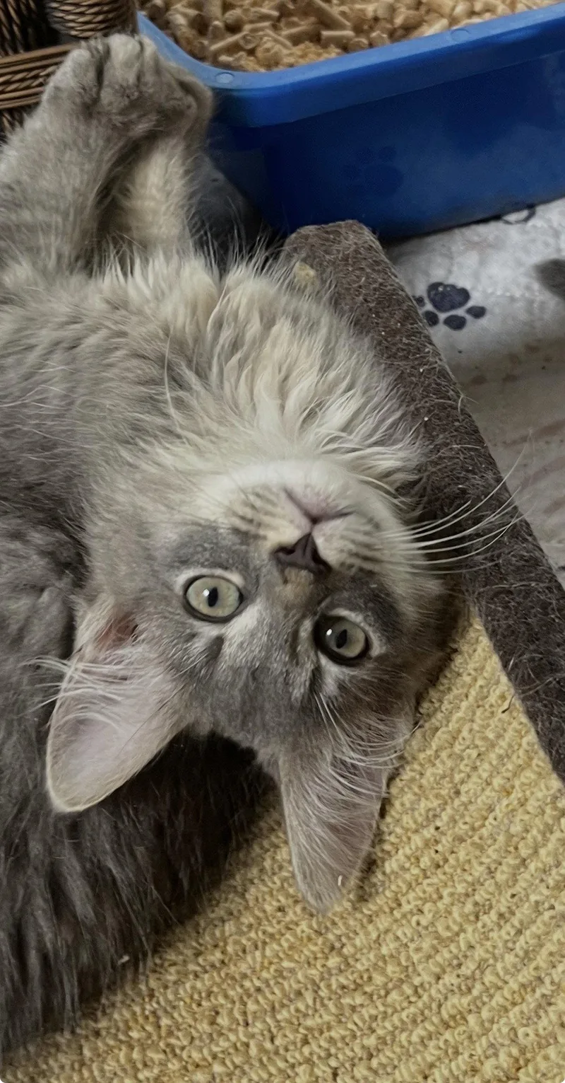 A baby medium-sized male Tabby cat named Isaiah for adoption in Rural Hall, NC