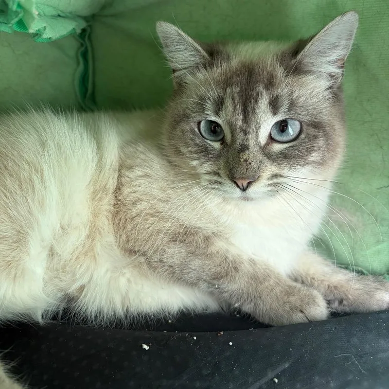 Martie Shy Cat thumbnail 2