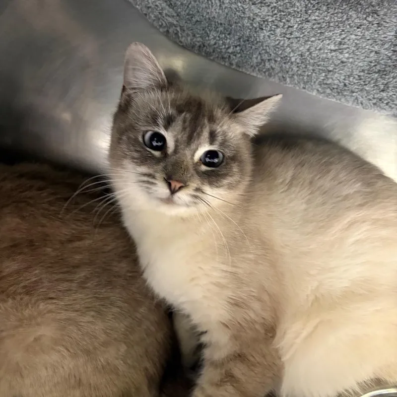 Martie Shy Cat thumbnail 3