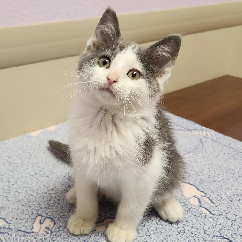A baby medium-sized male Domestic Short Hair cat named Diller for adoption in Marshfield, WI