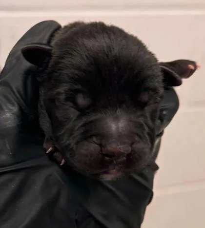 A baby small-sized female Black Pit Bull Terrier dog named Vivien Leigh for adoption in Kansas City, MO