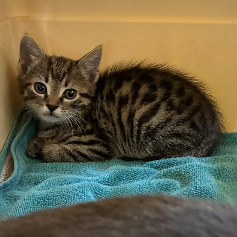 A baby small-sized male Domestic Short Hair cat named 72719 for adoption in Harrisonburg, VA