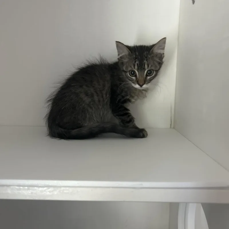 A baby small-sized male Brown / Chocolate Domestic Short Hair cat named Verizon for adoption in Greensboro, NC