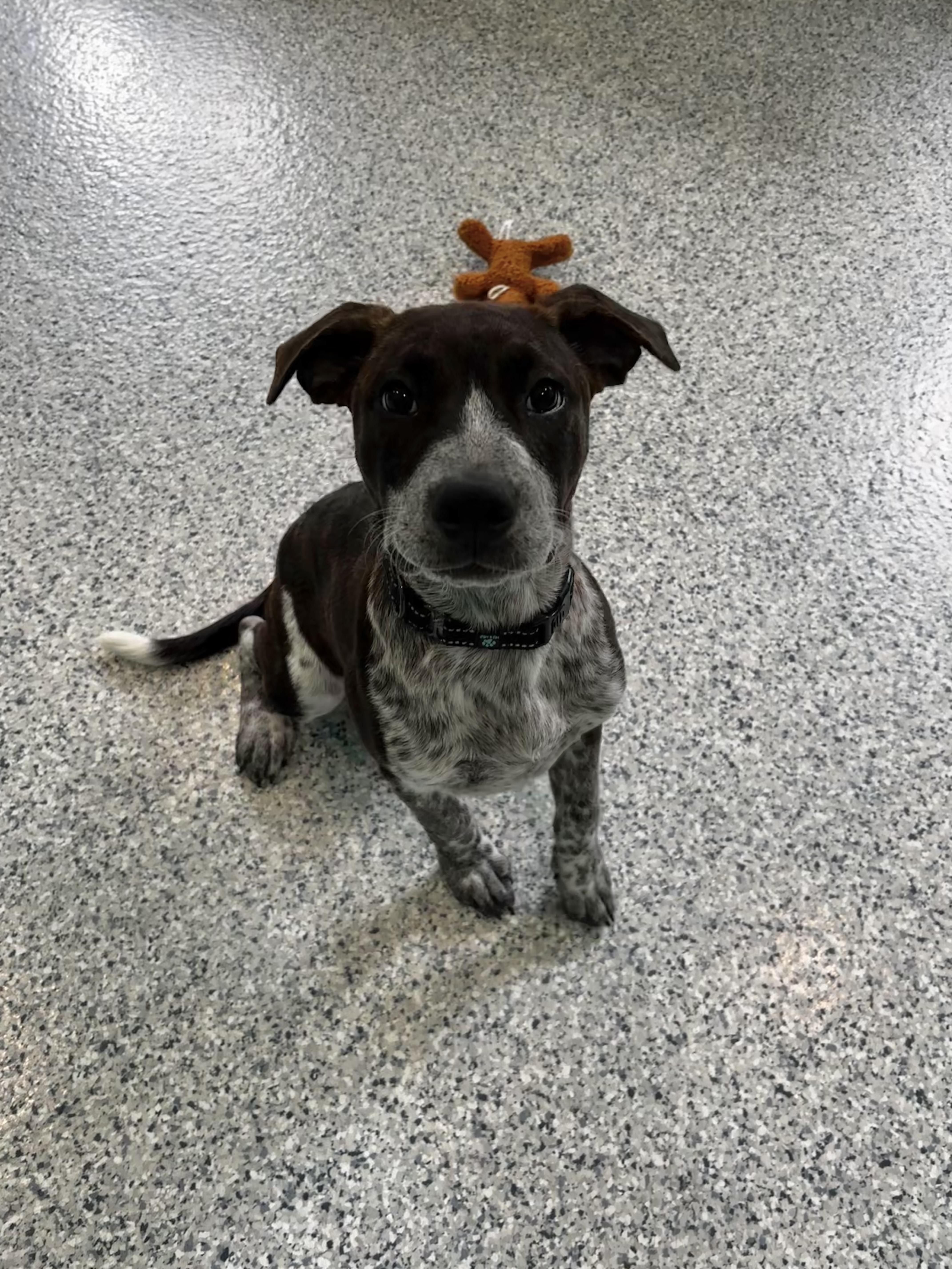 A young large-sized female Tricolor (Brown, Black, & White) American Bulldog dog named Ethel for adoption in Hutchinson, MN