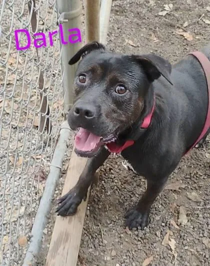 Darla